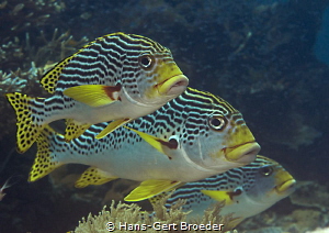 Sweet lips
Line by Hans-Gert Broeder 